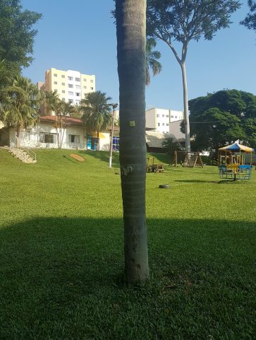 Palmeira Jerivá
