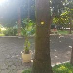 Palmeira Rabo de Peixe