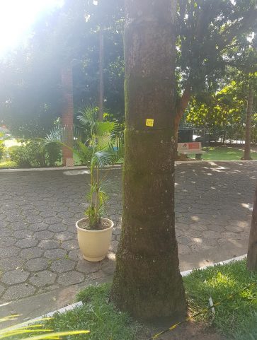 Palmeira Rabo de Peixe