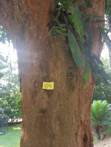 Pau-Brasil