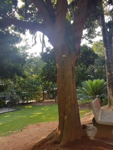 Pau-Brasil