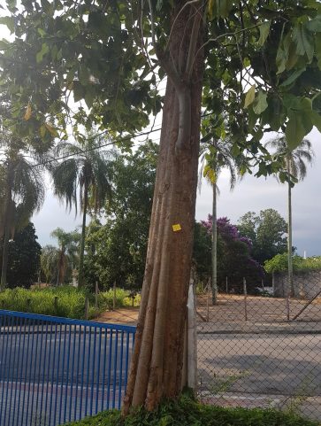 Pau-formiga