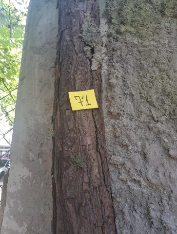 Pinus