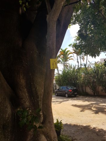 Pitangueira
