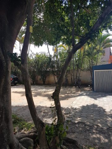 Pitangueira