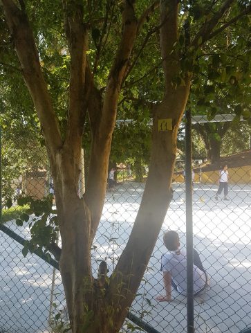 Pitangueira