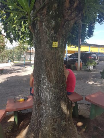 Yuca