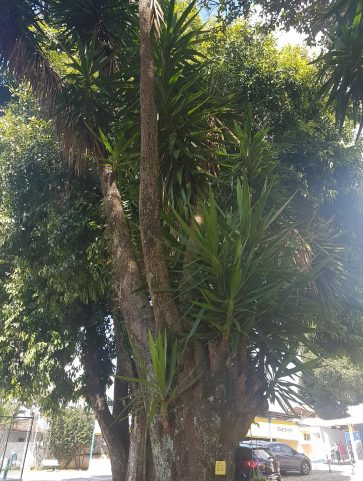 Yuca