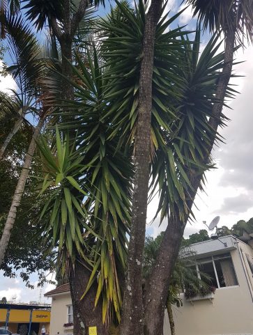 Yuca