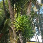 Yuca