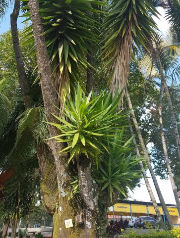 Yuca