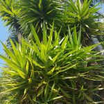 Yuca