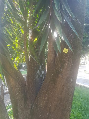 Yuca