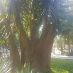Yuca